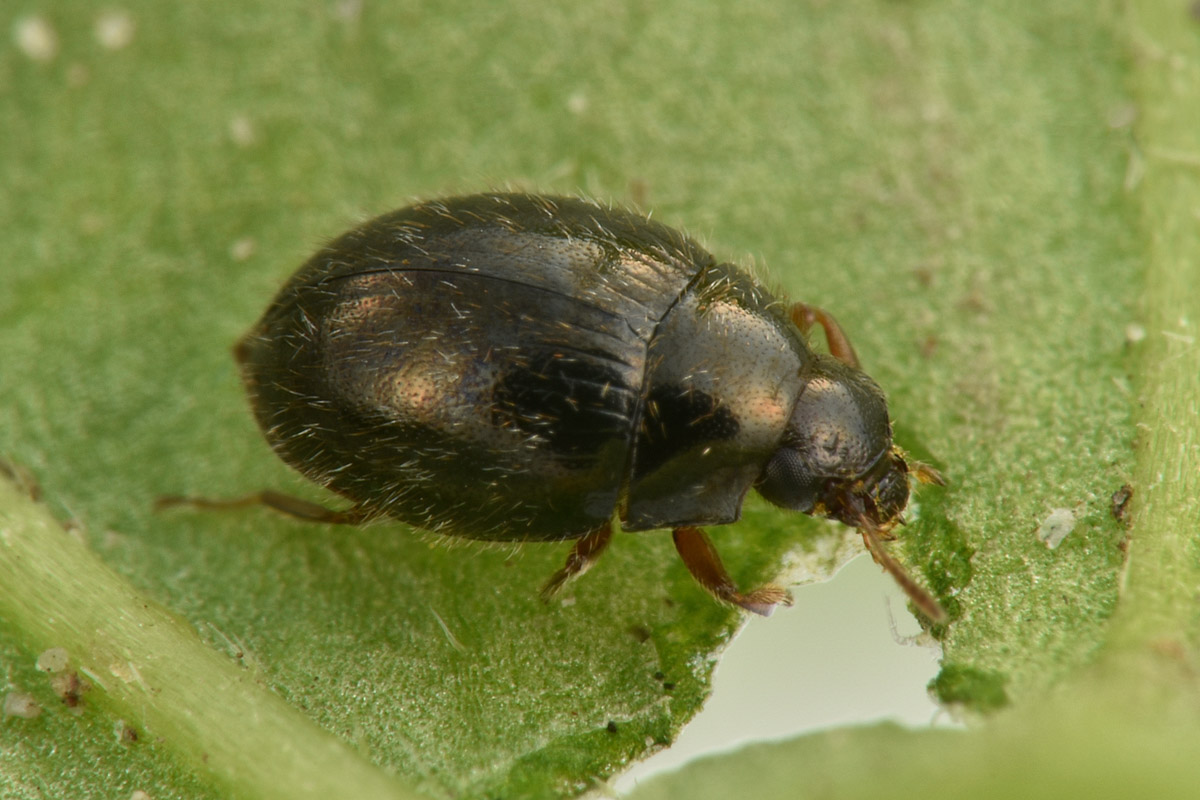 Byrrhidae: Simplocaria sp.?  S, Simplocaria semistriata